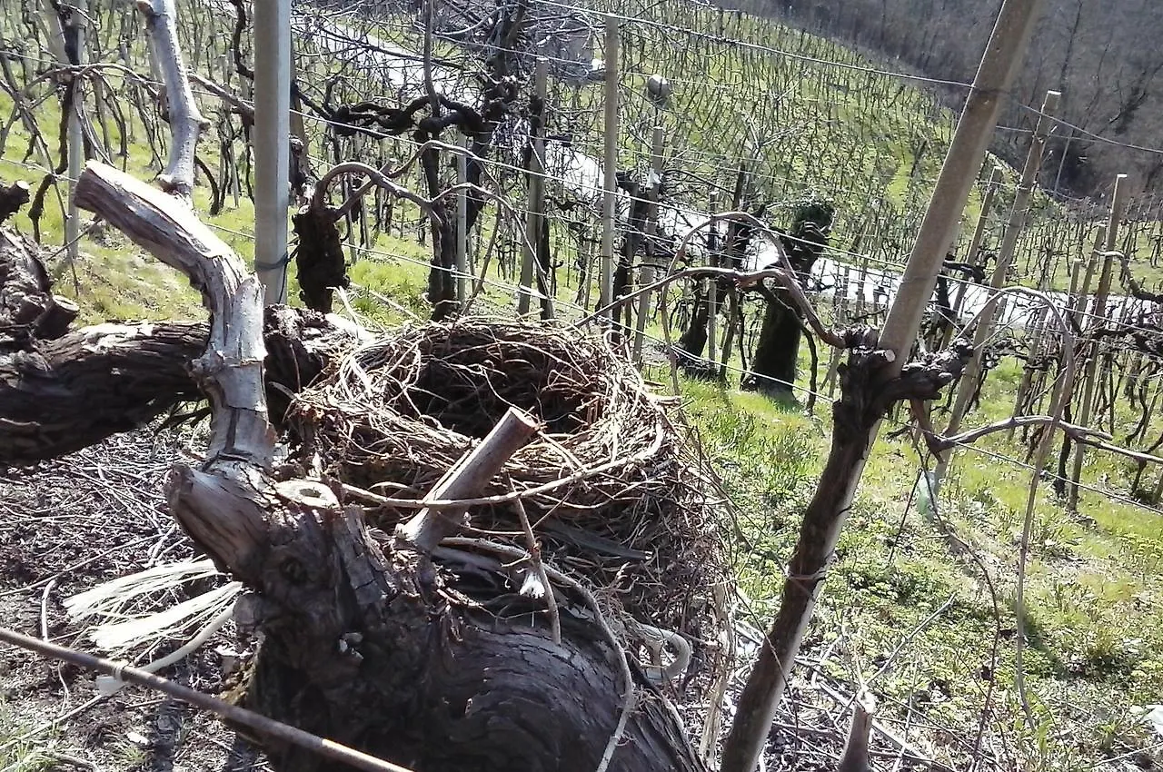 Azienda Agricola Campion Valdobbiadene