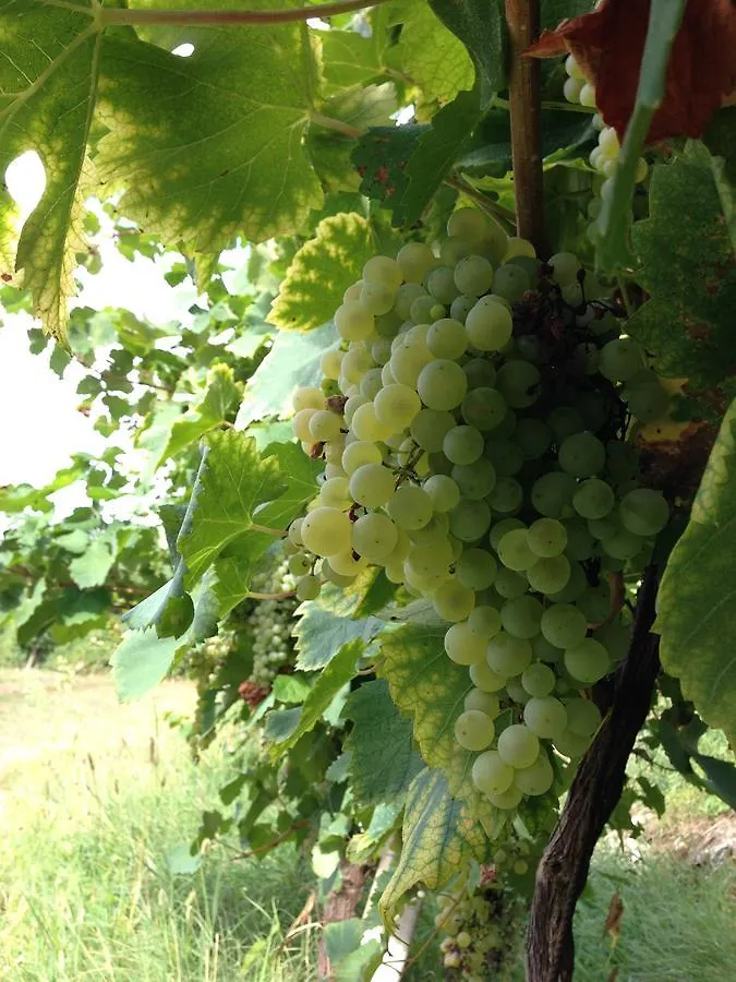 Azienda Agricola Campion Valdobbiadene